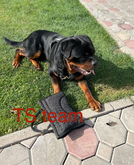 Щенки ротвейлера