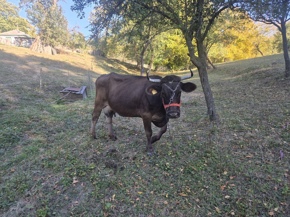 Vând vaca foarte bună de lapte