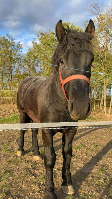 Armasar negru de vanzare