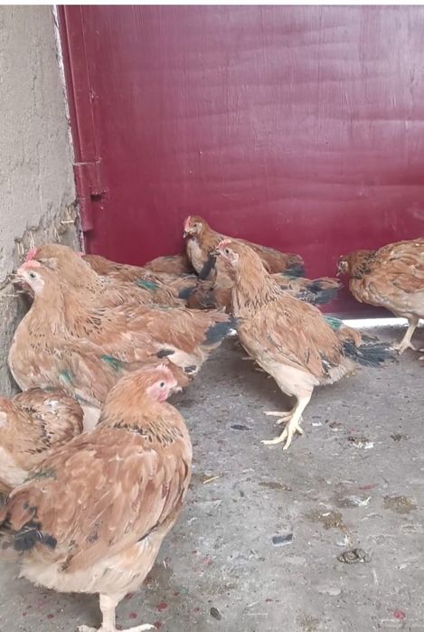 Адлер, Кучин қораздары сатылады