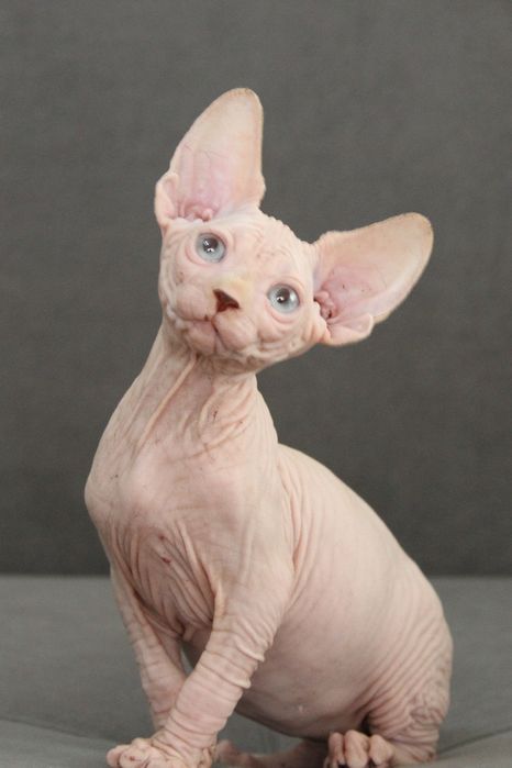 Котята, канадский сфинкс