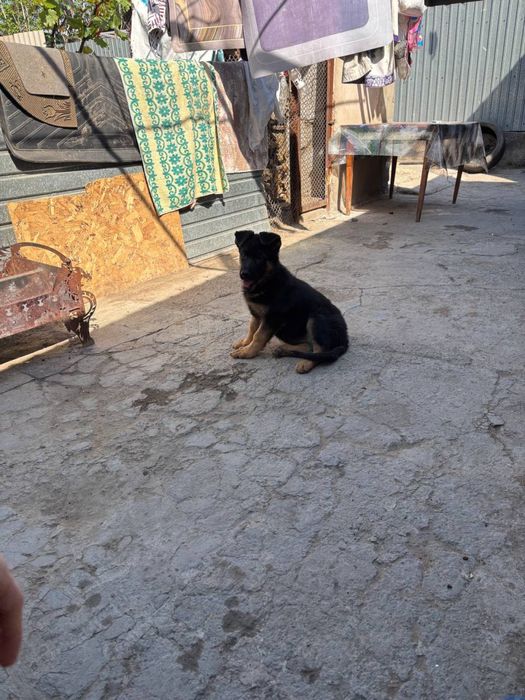 Щенок овчарки девочки