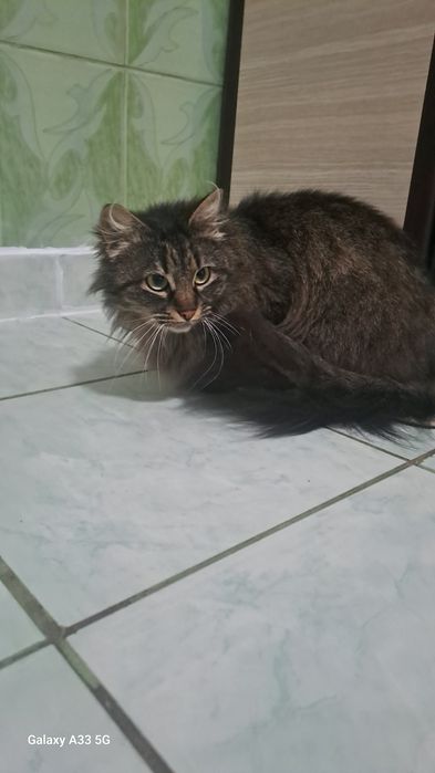 Maine Coon  ....