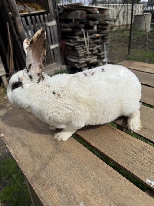 Vând californian , uriaș belgian,rex mediu