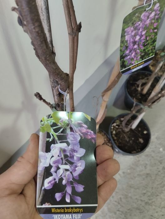 Голубика    Азалия, Глициния