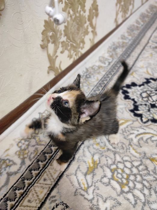 Раздаем котят даром в хорошие руки