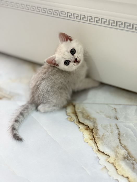 Породистые котята: британцы