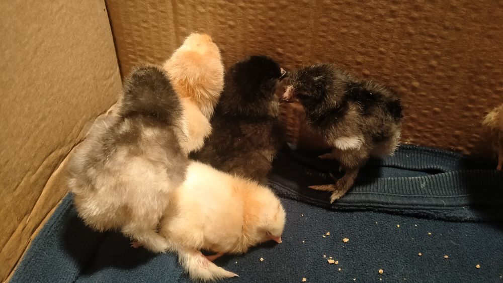 Продам цыплят суточных