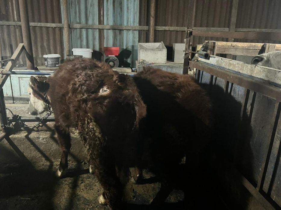 продам откормленных телок