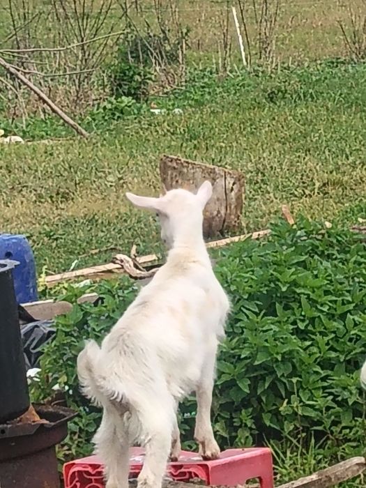 Vând două iede  una 2 luni și una o lună jumătate
