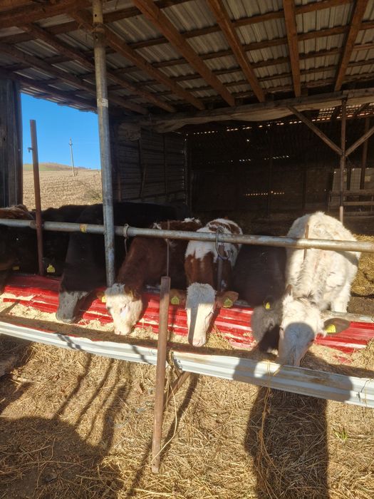 Vand animale de la vitei la vaci ci vitei angus si baltate 40 de bucat