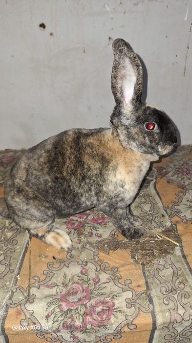 Vand iepuri rex si metis de rex