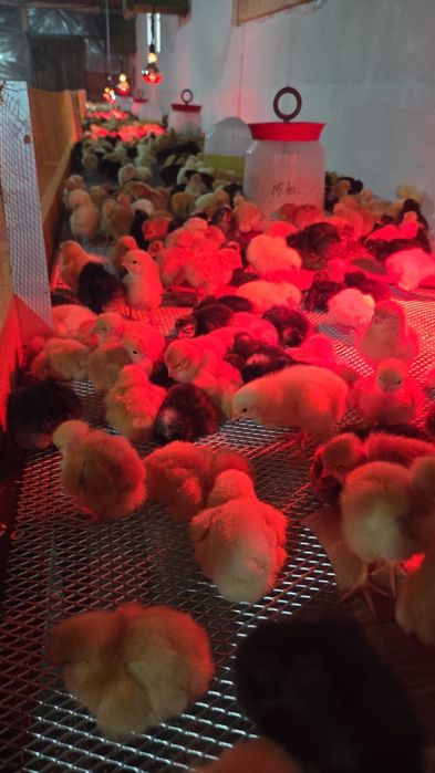 Puiuți de o zi disponibili