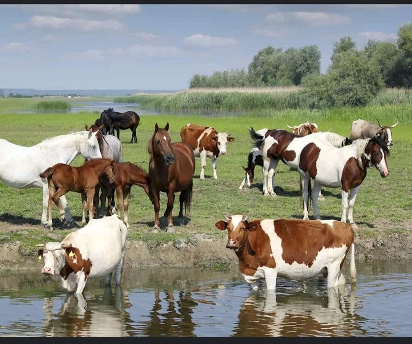 Продам Сельское крестьяское хозяйство