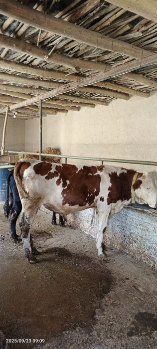 Smental sotiladi tozza qon