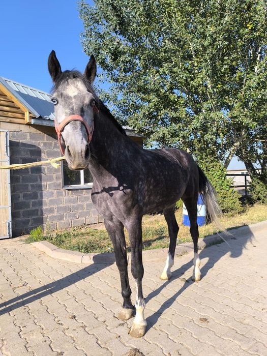 Англо ахалтекинец жеребец