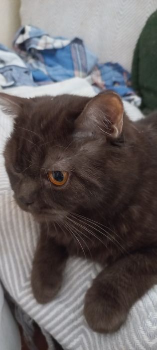 Отдам кота,британец.