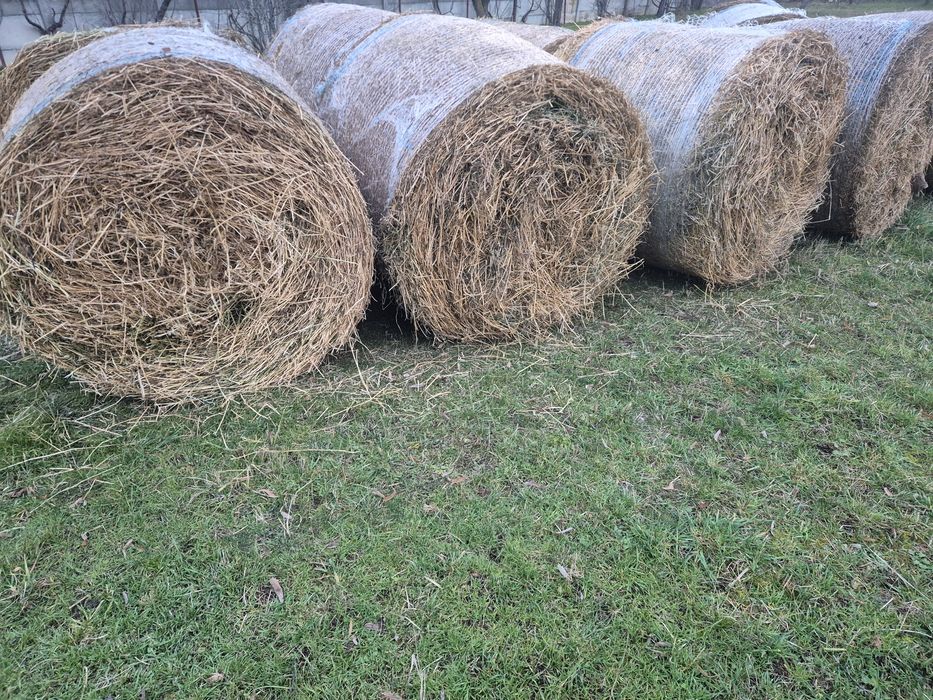 De vânzare baloti  lucerna