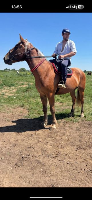 Красивый Жеребец холка 160+