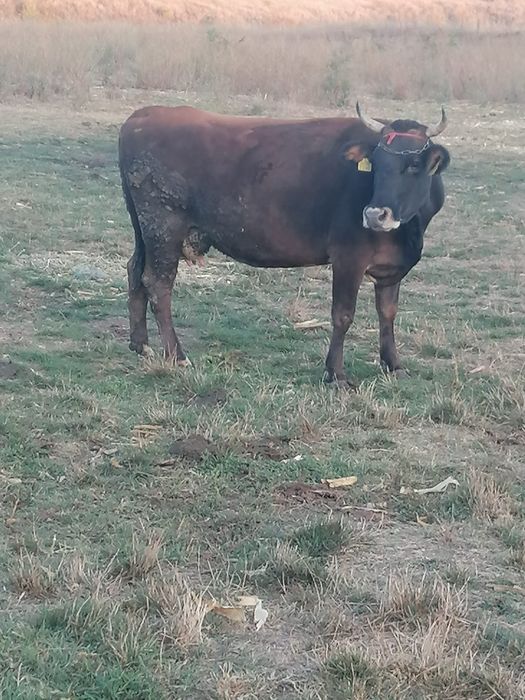 Vaca de vanzare.