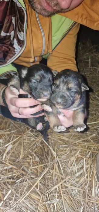 Donez căței mai am femele ,abea văd doar ,mai multe detalii în anunt