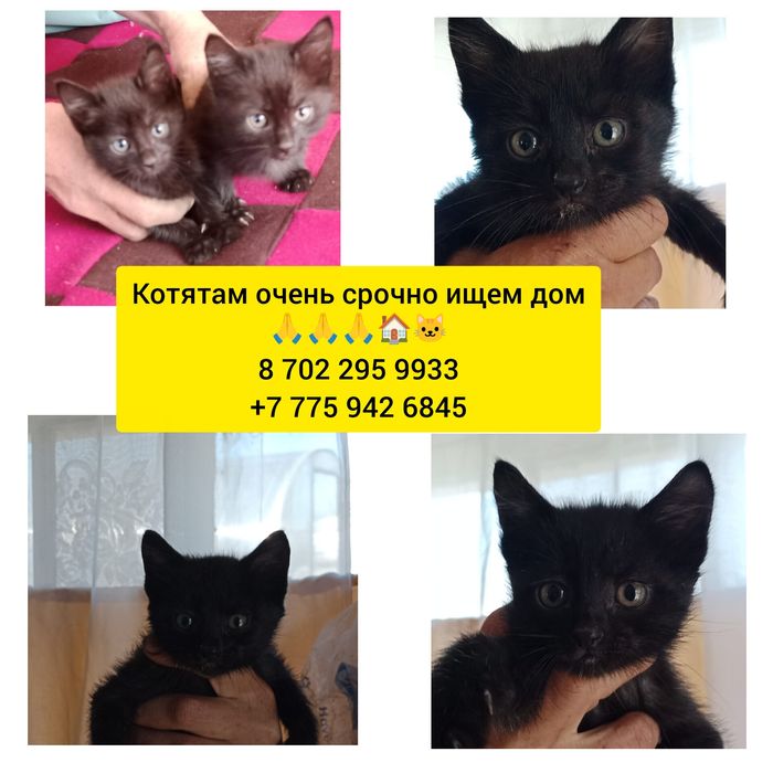 Отдам котят в добрые руки