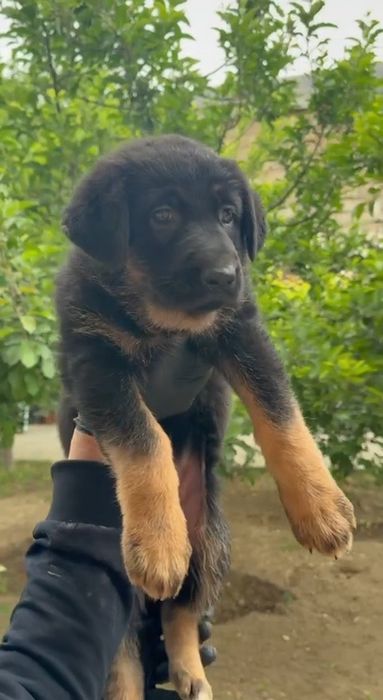 Продаётся щенки немецких овчарок