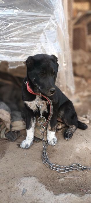 Продаётся шинок Алабая девочка