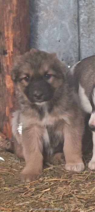 Алабай күшіктер 3-ұрғашы