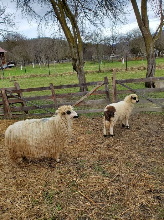 Vand oi cu miei dupa ele