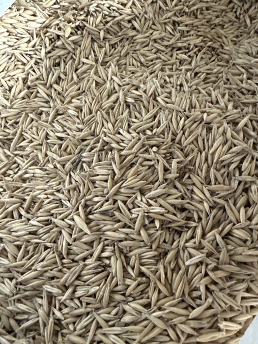 Овес Сулы зерно