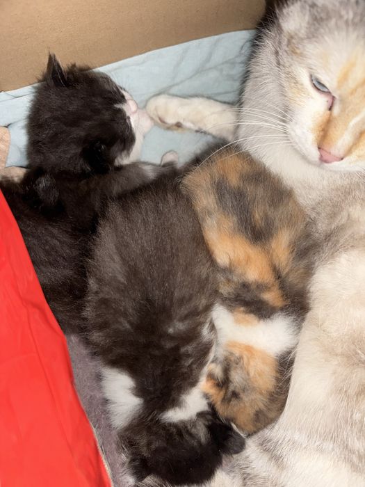 Котята в добрые руки