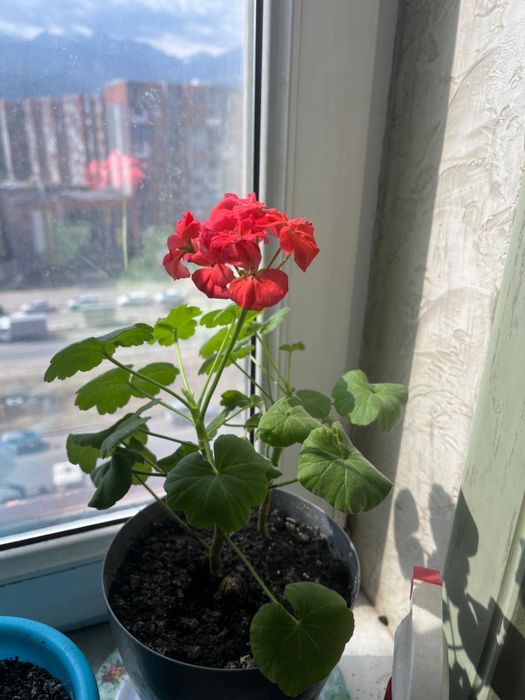 Цветы домашние