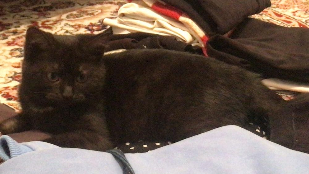 Черная кошка, латок шампунь и тд