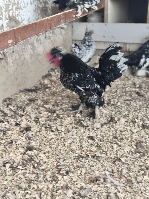 Yapon xorozla sotiladi