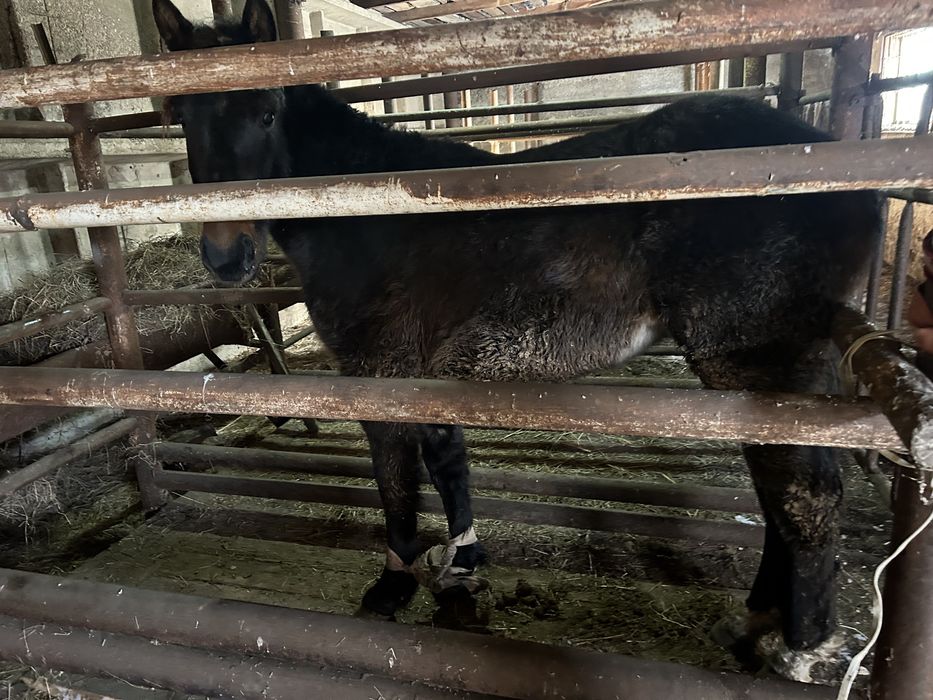 Продам тай 1,5 годовалые