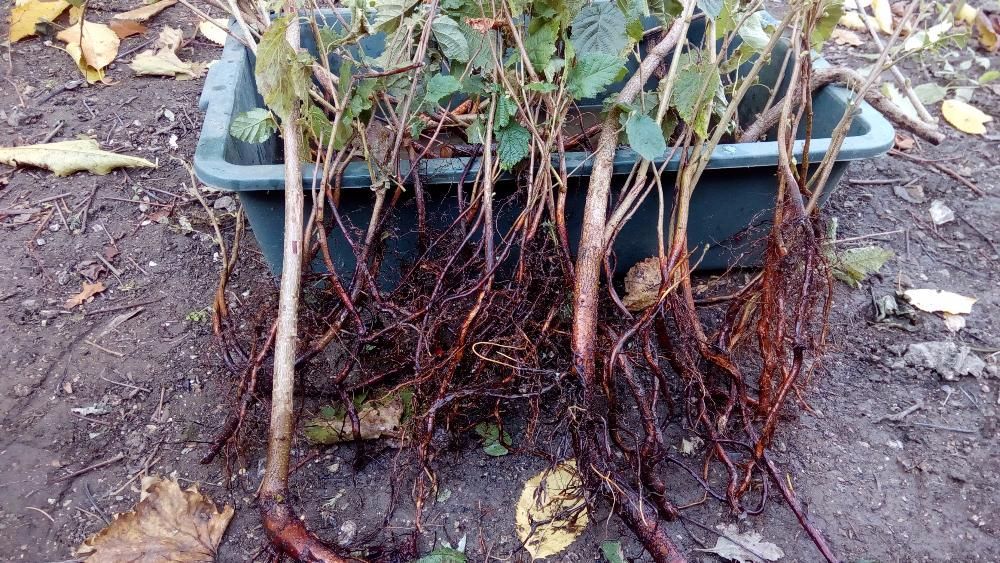 Разсад за лешници