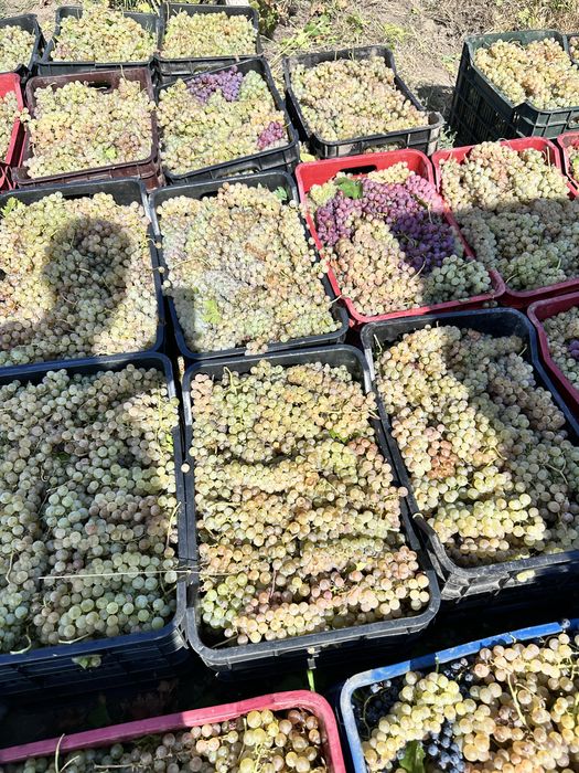 Struguri de vin