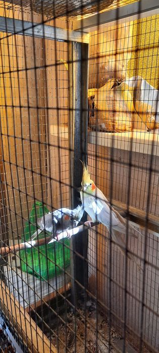 Продам пару попугаев каррелы