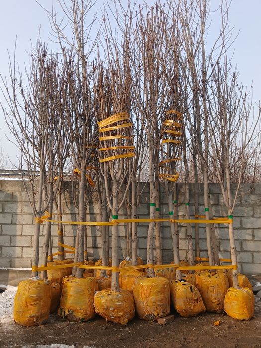 Kashtan kochatlar bor 100% ishonchli xar xil dekorativ kochat va darax