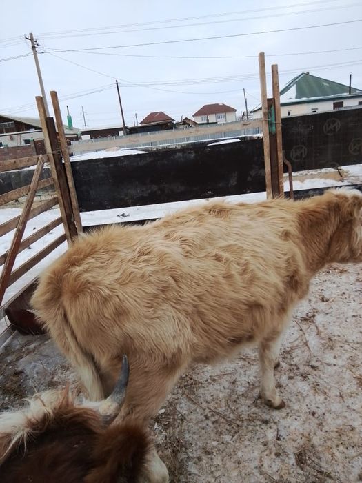 Продам тёлочку за 370тыс