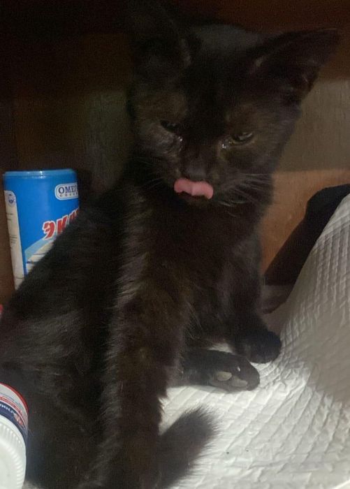 Кошки отдаю в добрые руки