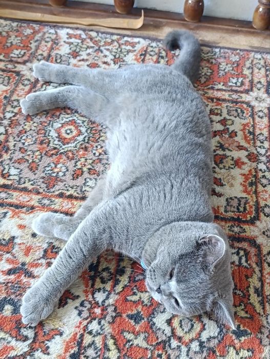 Взяка Скотиш Страйт
