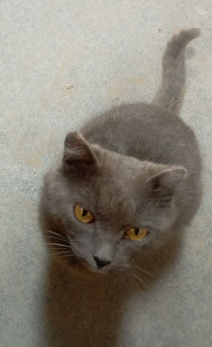 Котик в добрые руки