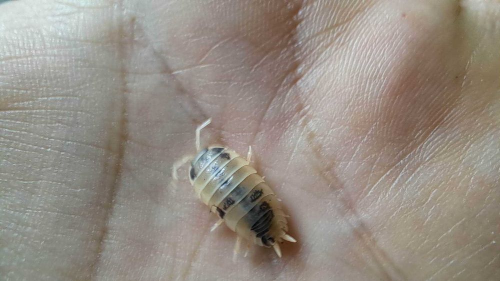 Isopode, Izopode - Porcellio laevis Dairy Cow terariu ecosistem