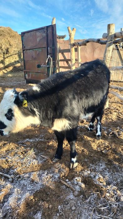 Ұрғашы баспақ семіз сыйыр