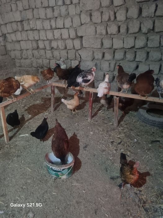 Xonaki tavuqlar va xurz sotiladi