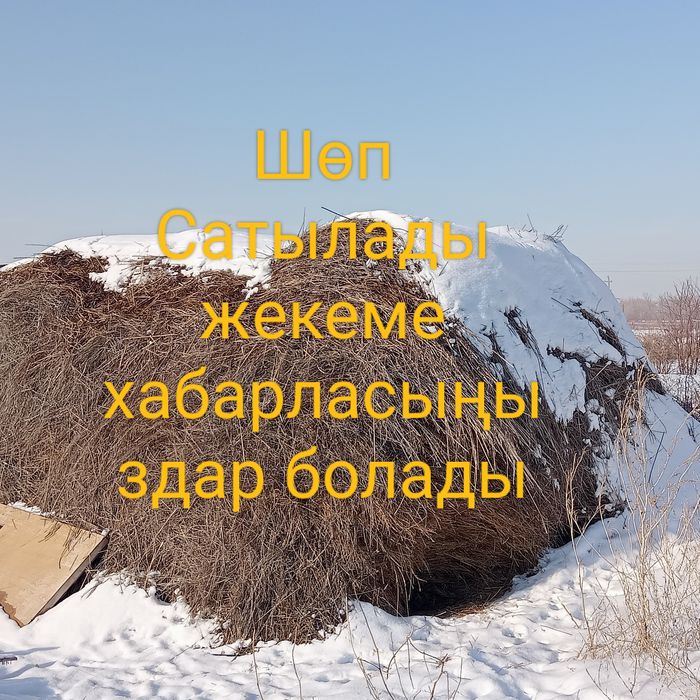 Шөп Сатылады, Продается сено рассыпное