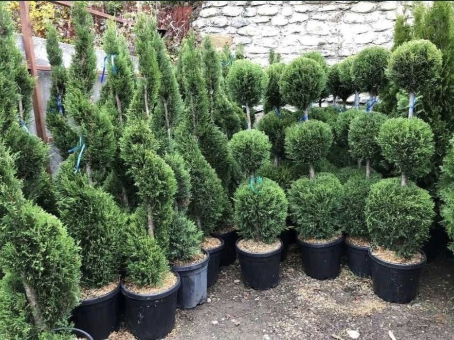 Plante ornamentale la cele mai bune prețuri