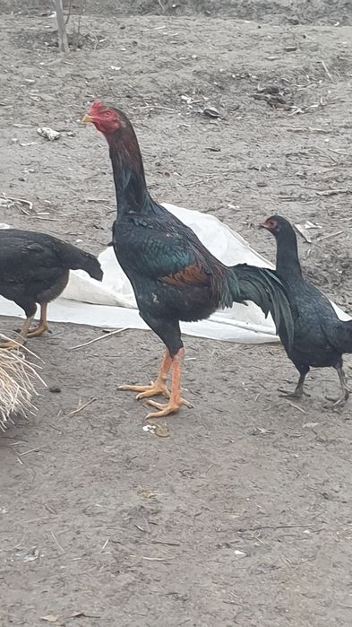 SHamo zotli juja sotiladi narxi